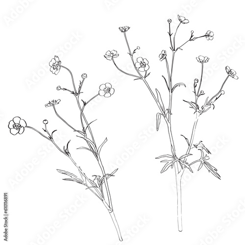Sketch Floral Botany Collection. Flower drawings. Buttercup  paigle  crowfoot  ranunculus. Black and white with line art on white backgrounds. Hand Drawn Botanical Illustrations.Nature Vector.