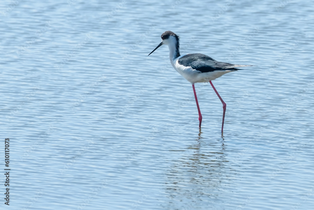Obraz premium Black Winged Stilt in Water (Himantopus himantopus)&nbsp;Wader Bird Stilt&nbsp;