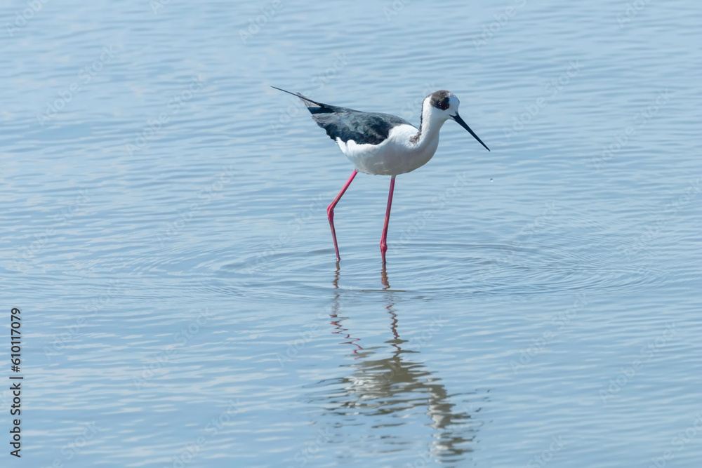Obraz premium Black Winged Stilt in Water (Himantopus himantopus)&nbsp;Wader Bird Stilt&nbsp;
