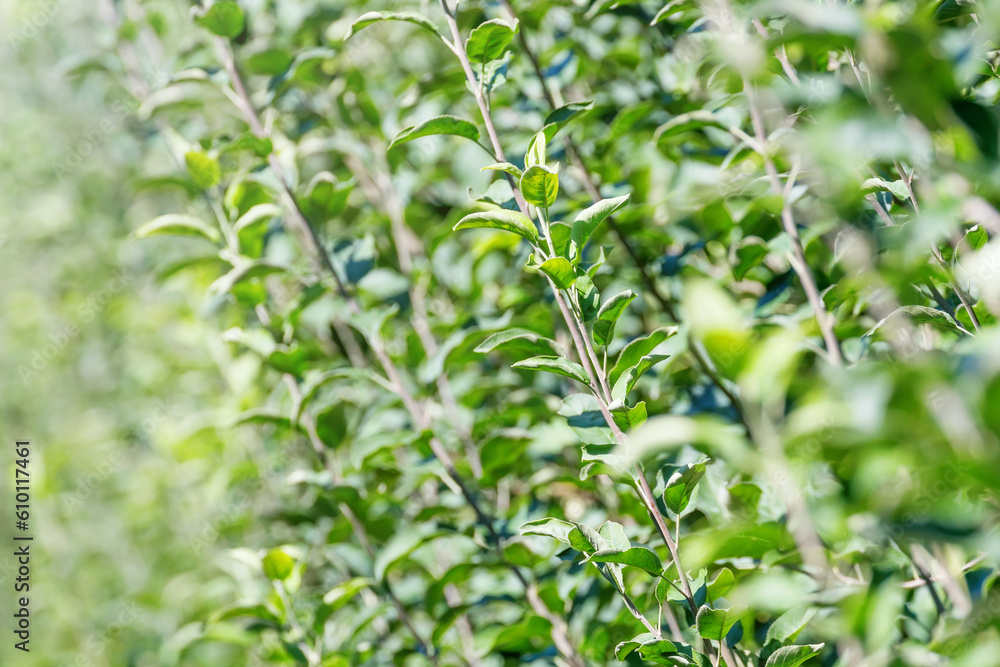 Apples in Orchard, Apple Trees, Lush Green Apples in Orchard, Apple Trees, Lush Green