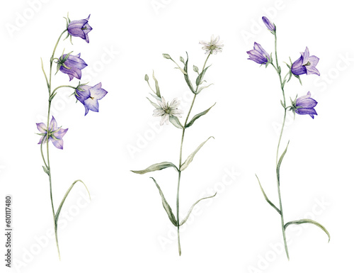 Close-up of blue spreading bellflower flowers. Campanula patula, little bell, bluebell, rapunzel. Rabelera holostea, stellaria.Watercolor hand painting illustration on isolate white background. © Ekatmart