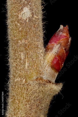 Japanese Rose (Rosa rugosa). Lateral Bud Closeup photo