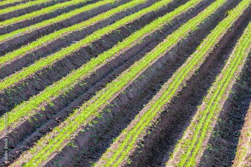 Carrot Field Green Rows, Carrots Growing on Field  photo