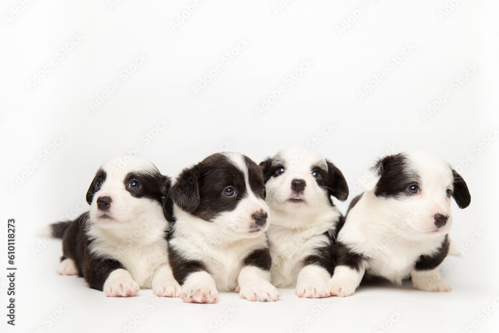 Group portrait of cute fluffy adorable puppies welsh corgi cardigan on white background with copy space. yawning puppies with tongues hanging out. funny animals concept. Group portrait of cute fluffy adorable puppies welsh corgi cardigan on white background with copy space. yawning puppies with tongues hanging out. funny animals concept.
