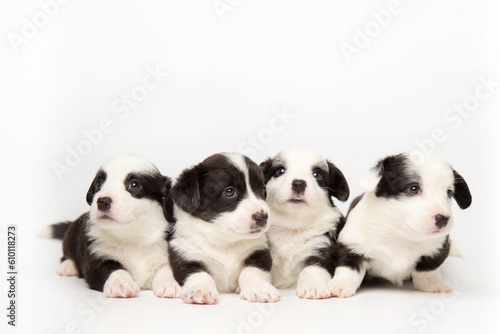 Group portrait of cute fluffy adorable puppies welsh corgi cardigan on white background with copy space. yawning puppies with tongues hanging out. funny animals concept.