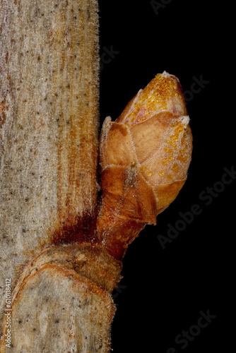 Black Currant (Ribes nigrum). Lateral Bud Closeup