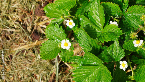 Strawberry plant blooms in garden flat lay. White strawberry flowers blossoms. Blooming strawberries. Growing organic strawberries. Copy space photo