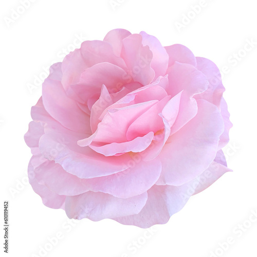 Fototapeta Naklejka Na Ścianę i Meble -  pink rose transparent background png file