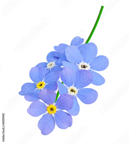 forget me not flowers isolated transparent png file
