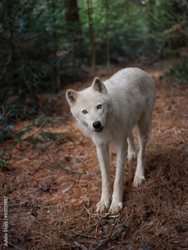Arctic white wolf standing on the background of the forest in summer
