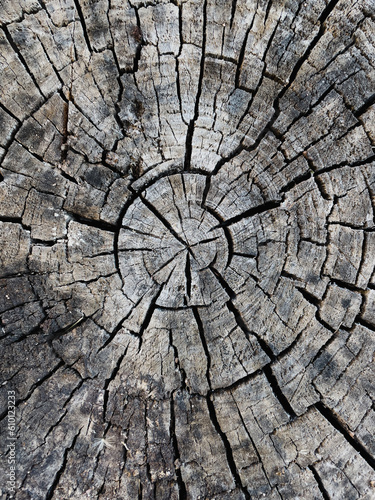 old wood timber texture background