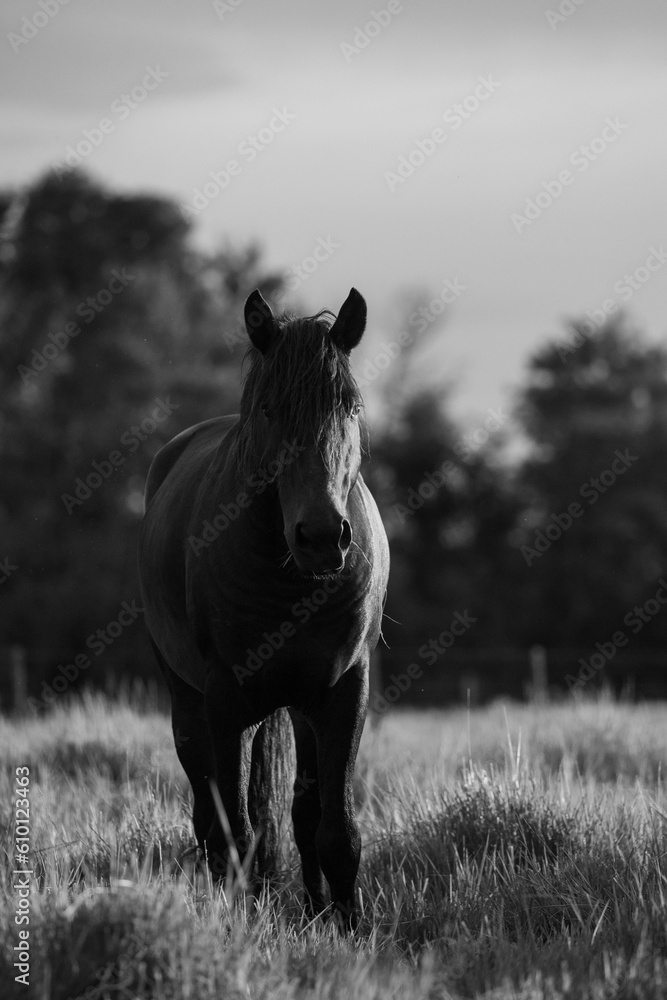 Naklejka premium Pantanal Horses