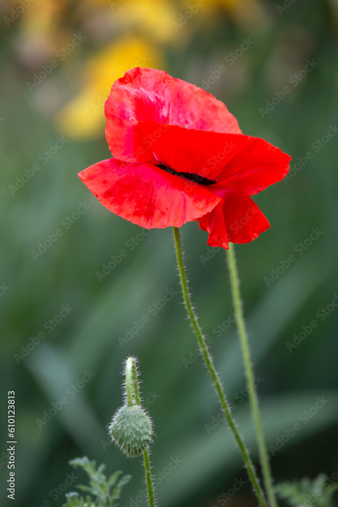 Fototapeta premium Corn poppy - papver rhoeas - beautiful flower