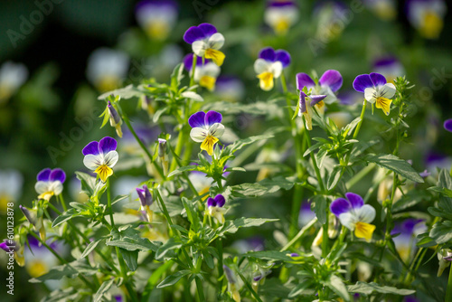 Wild pansy - Viola tricolor - beautiful plant and flowers photo