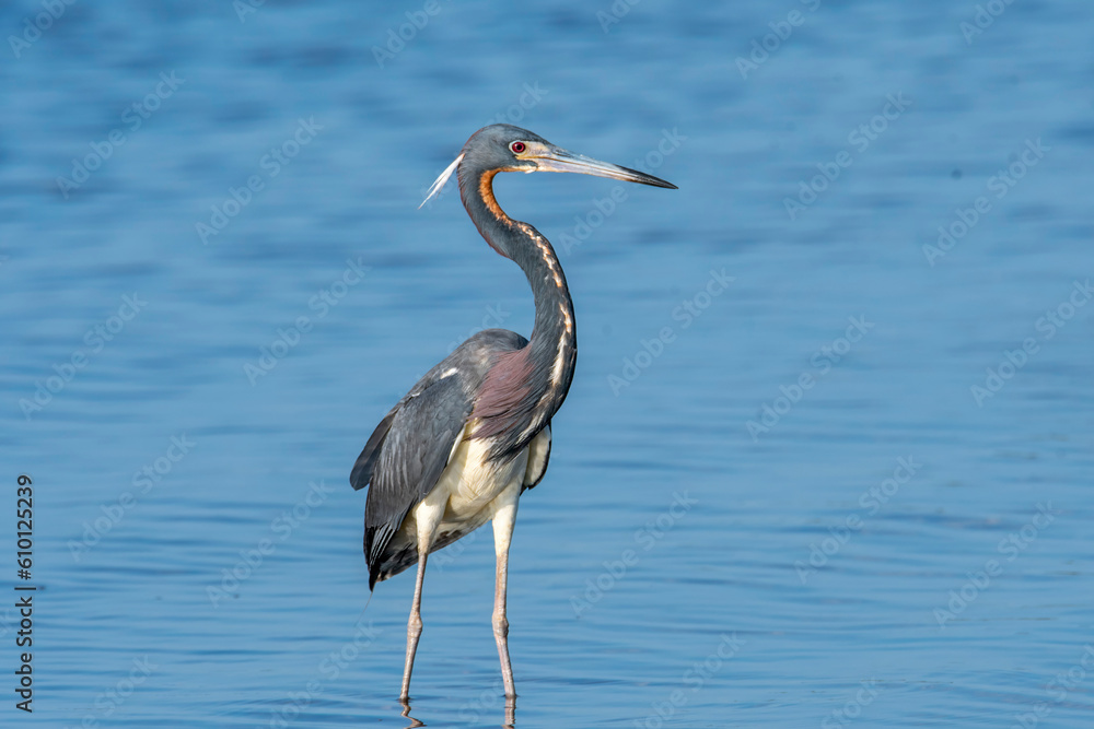 Tri-colored Heron wading