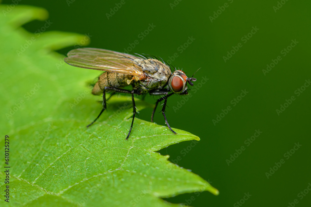 Tiger Fly on green leaf with green background Tiger Fly on green leaf with green background