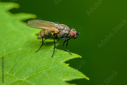 Tiger Fly on green leaf with green background