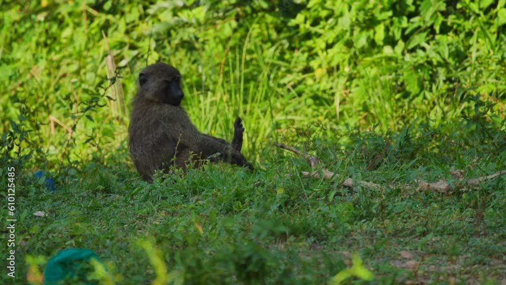 monkey monkey