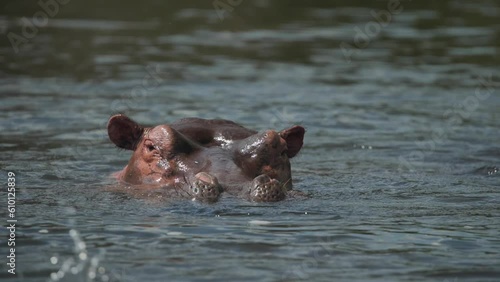 hippo 4 photo