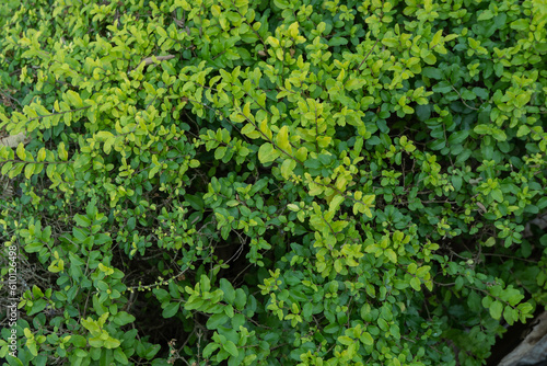 Lot of green leaf on the tropical forest and decorative plant. Photo is suitable to use for nature background, botanical poster and nature content media. © Tomy