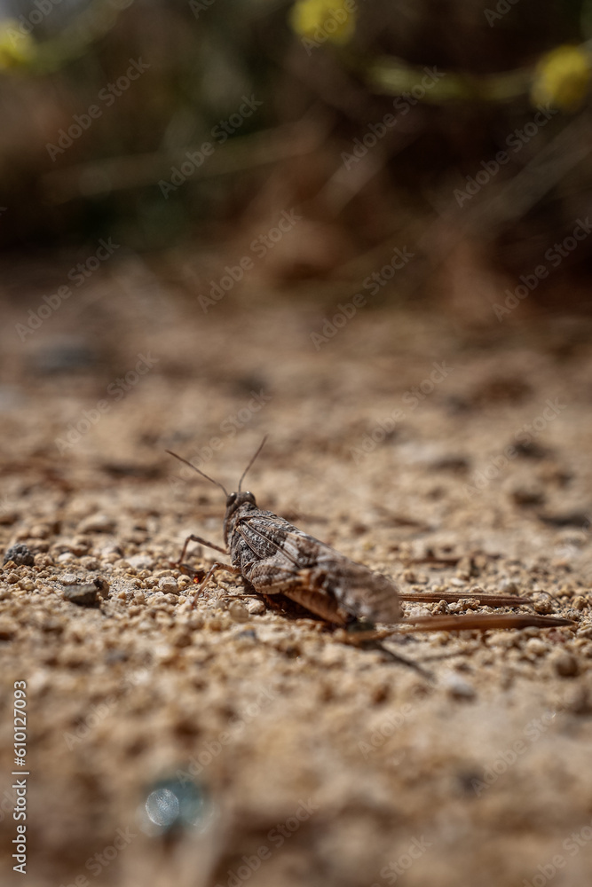 Grasshopper unclose blending in with its surroundings in the wild