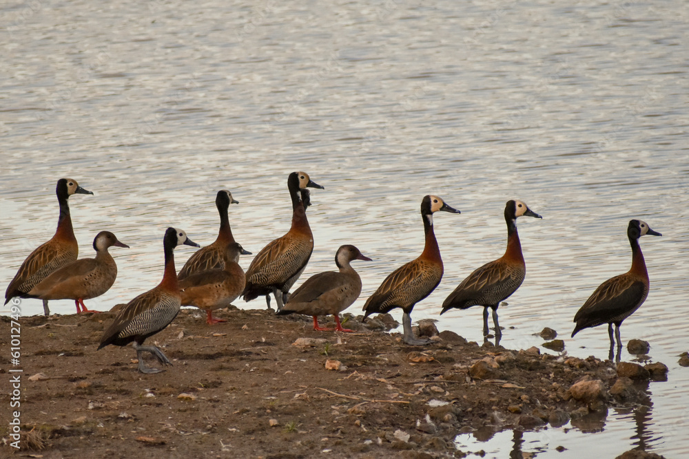 flock of white-faced whistling ducks (Dendrocygna viduata) at a lake flock of white-faced whistling ducks (Dendrocygna viduata) at a lake
