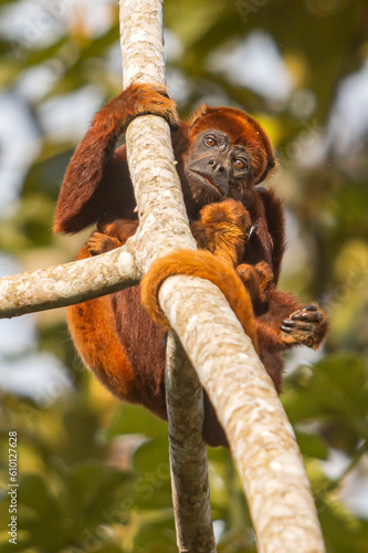 Mono aullador con su hijo en el bosque tropical