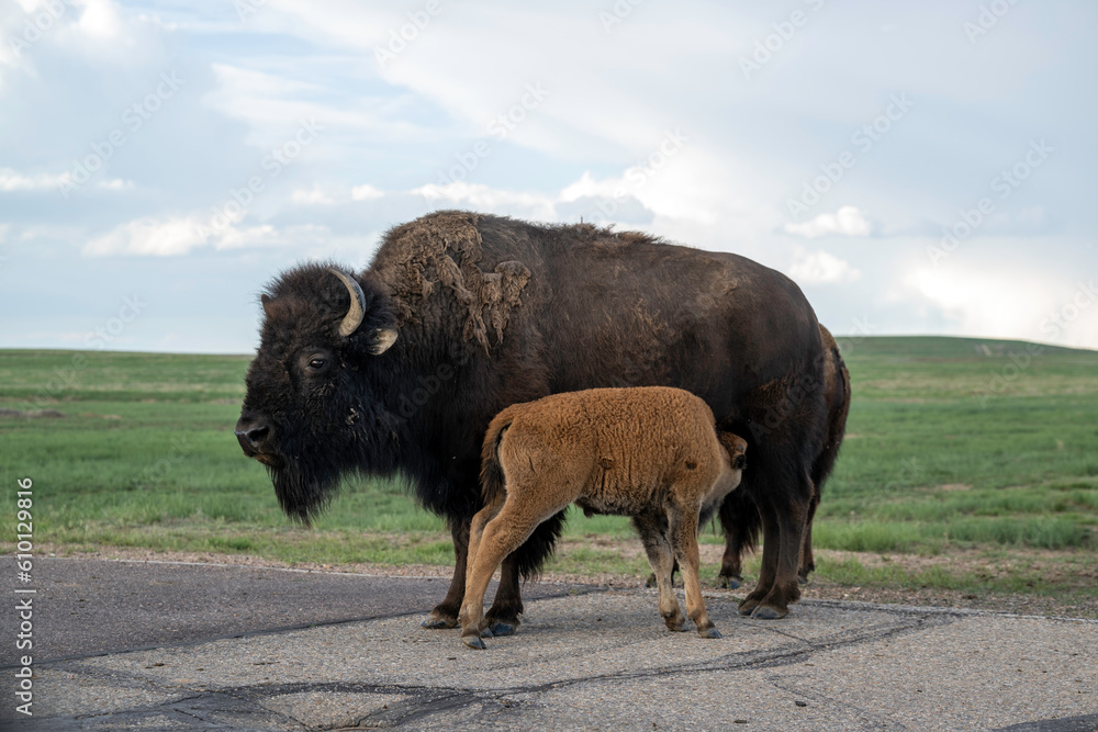 bison nursing her calf bison nursing her calf