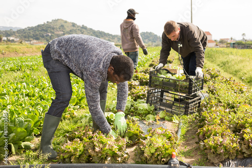 Lettuce harvesting process on the plantation. High quality photo