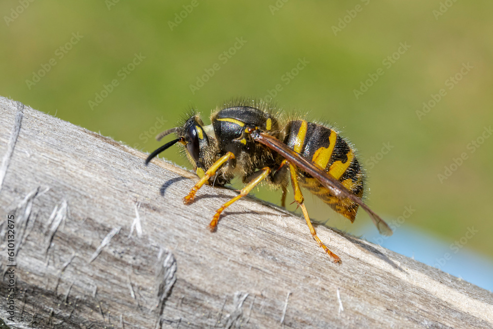 macro of a wasp macro of a wasp