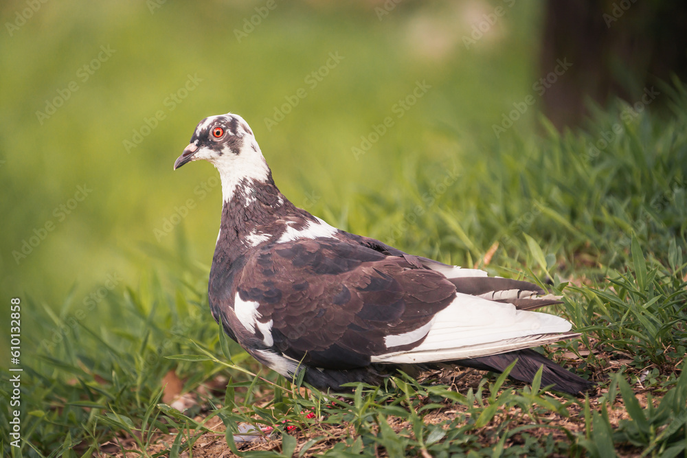 Fototapeta premium tranquil moment pigeon finding serenity on lush green ground