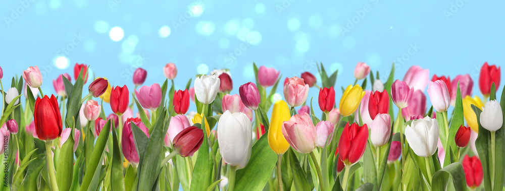 Fototapeta premium Many beautiful tulips on light blue background, bokeh effect. Banner design