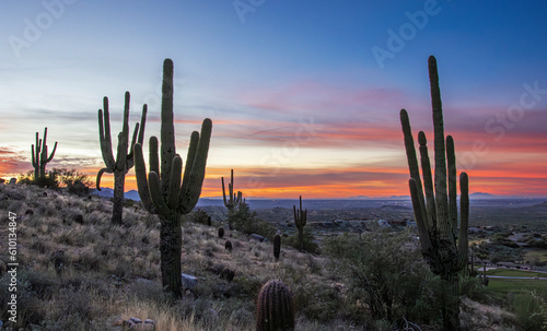 A Stand Of Cactus On A Hillside At Sunrise Time In Arizona Near Phoenix 