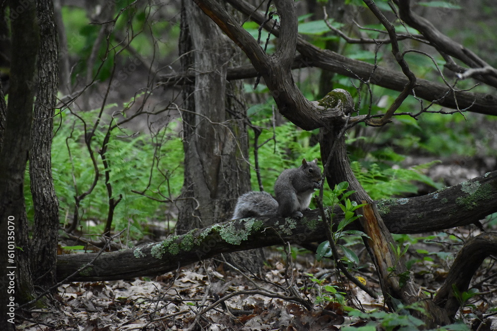 Obraz premium squirrel on tree