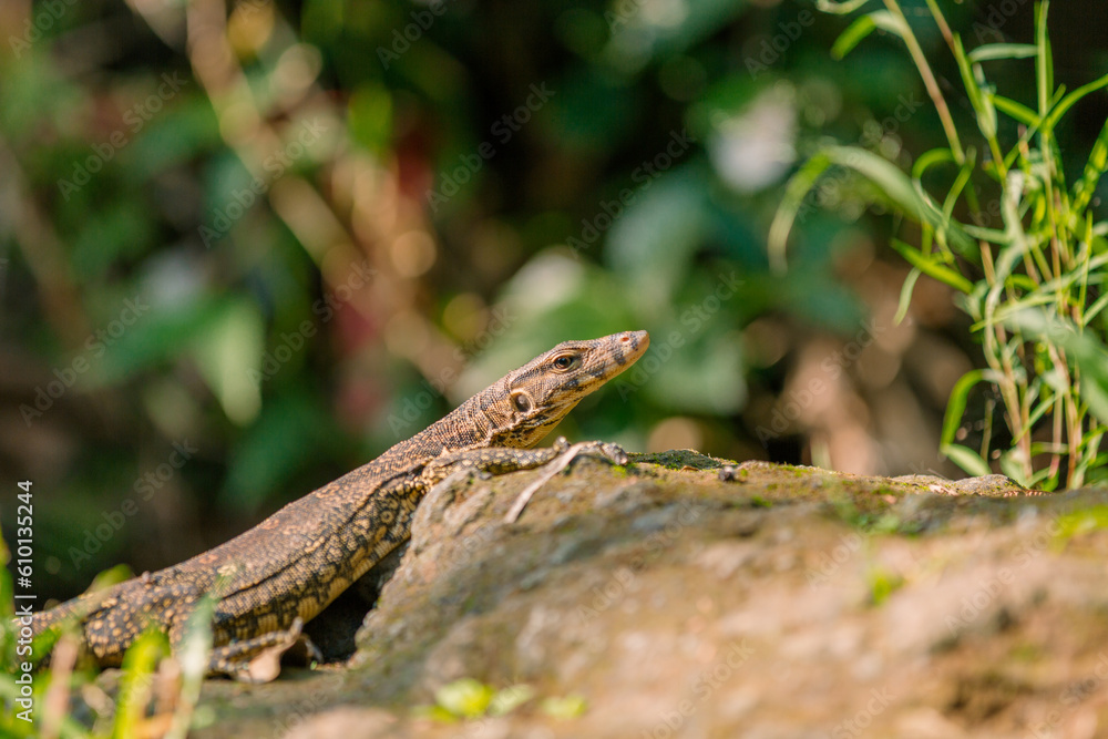 Asian Water Monitor Lizard, monitor lizard head, animal closeup Asian Water Monitor Lizard, monitor lizard head, animal closeup