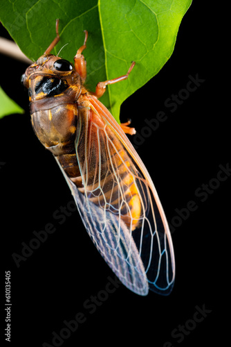 cicada just dehulled and came out from the shell in about one hour time vertical composition