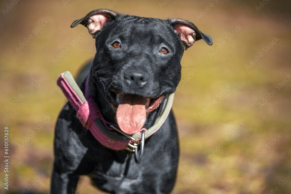 Kind muscular athletic black American Pitbull terrier looks at camera with smile, sticking out his tongue. Sports dog breed with pumped up muscles, good-natured muzzle for walk on blurred background Kind muscular athletic black American Pitbull terrier looks at camera with smile, sticking out his tongue. Sports dog breed with pumped up muscles, good-natured muzzle for walk on blurred background