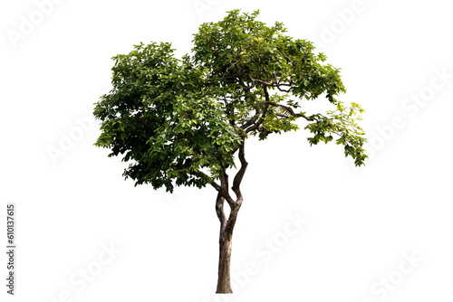 Isolated image of a tree on a png file at transparent background.