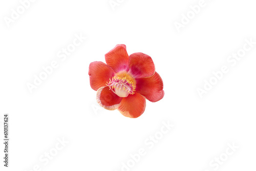 Isolated image of Shorea Robusta flower on png file at transparent background.