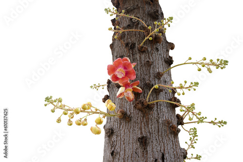 Isolated image of a flowering Shala tree on a png file at transparent background. photo
