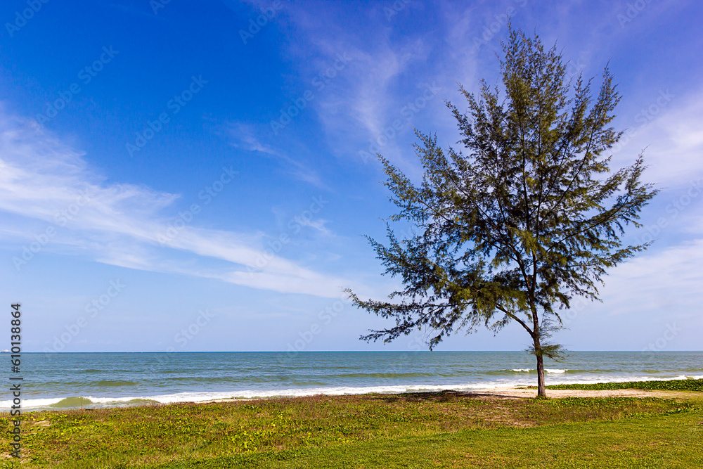 Casuarina equisetifolia Tree on Samila beach in Songkhla