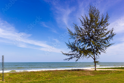Casuarina equisetifolia Tree on Samila beach in Songkhla © nbriam