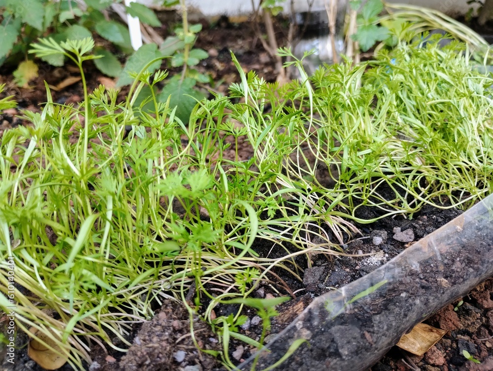 grass growing in the soil grass growing in the soil