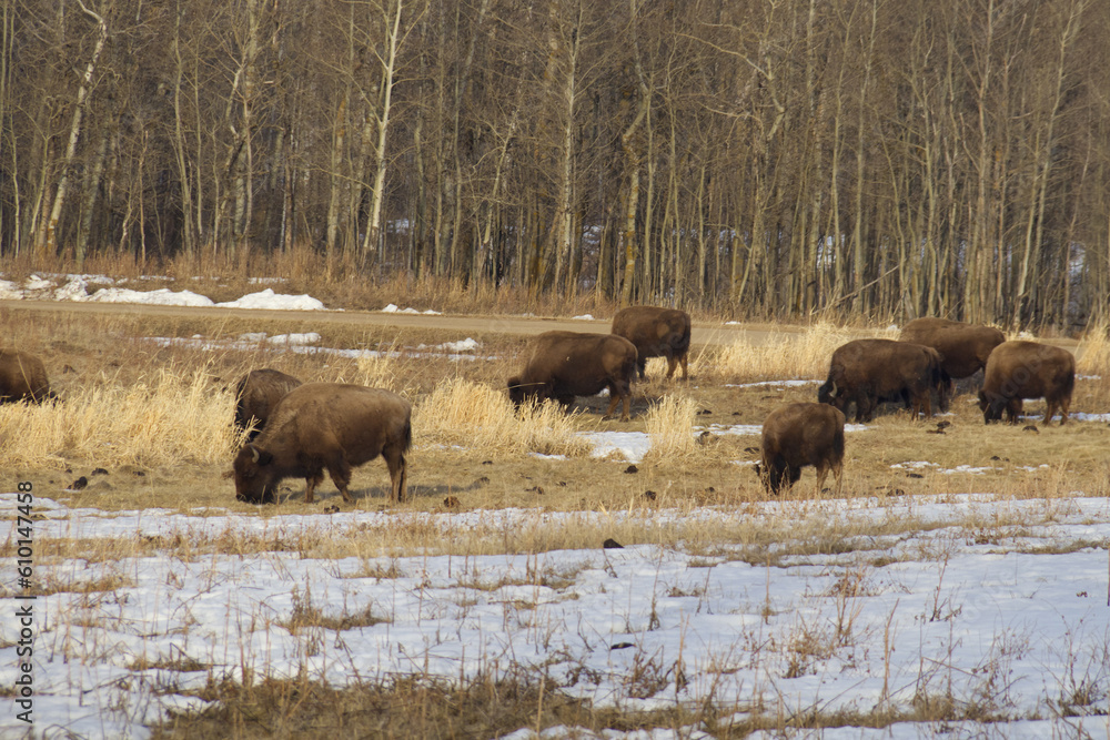 Plains Bison in a Thawing Field Plains Bison in a Thawing Field