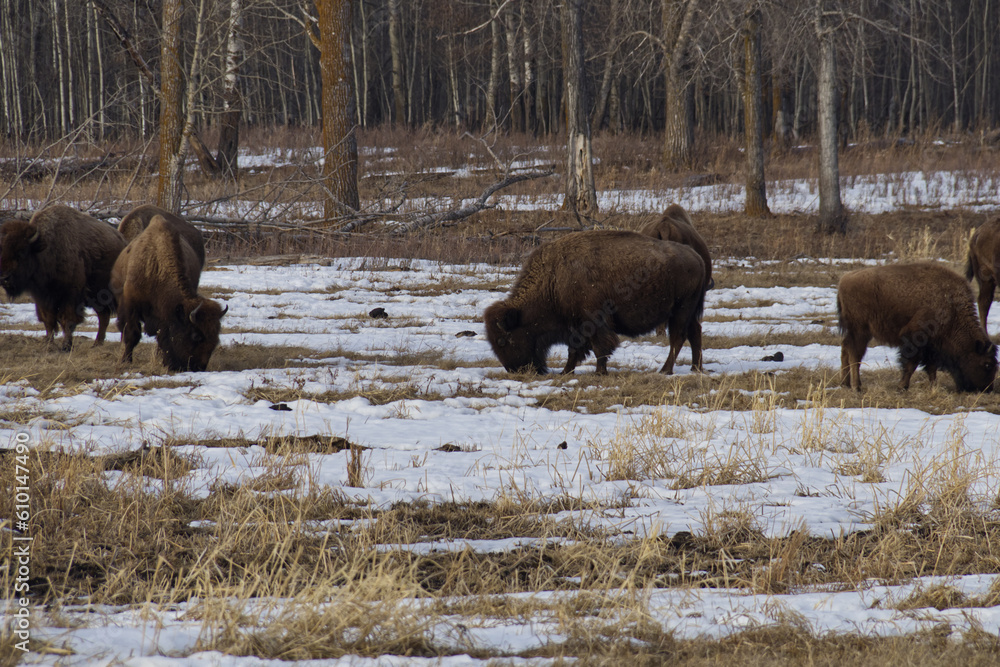 Plains Bison in a Thawing Field Plains Bison in a Thawing Field