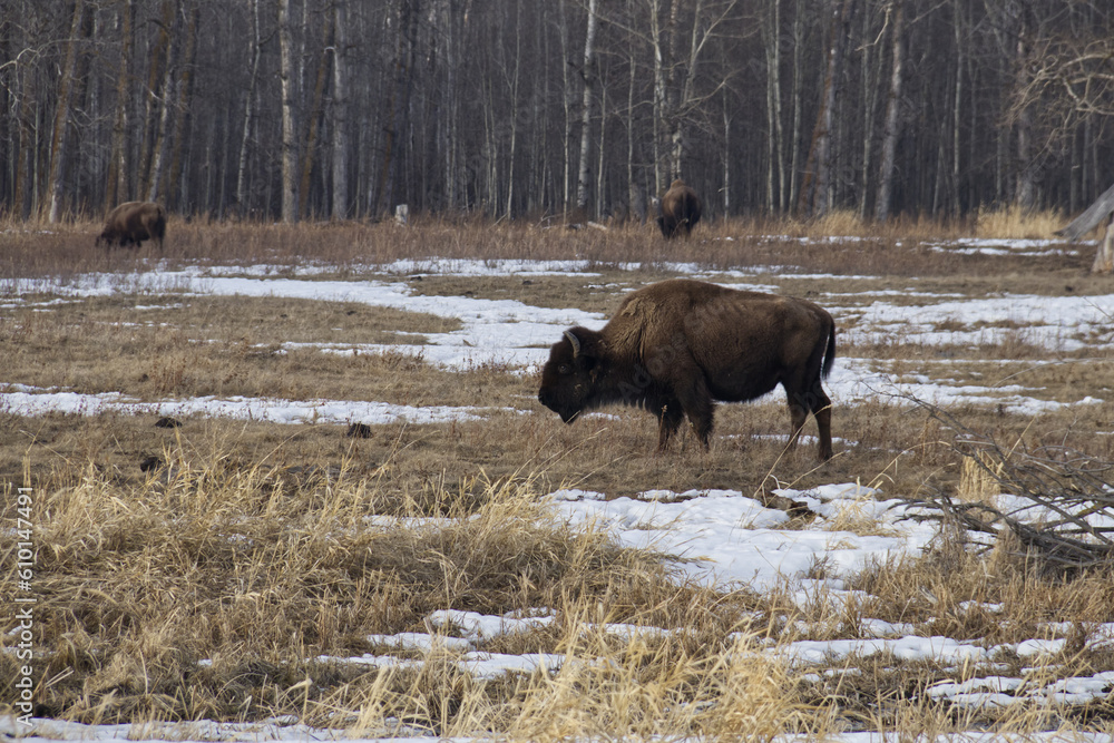 Plains Bison in a Thawing Field
