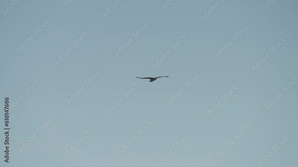Flying Eagle In Clear, Blue Sky Flying Eagle In Clear, Blue Sky