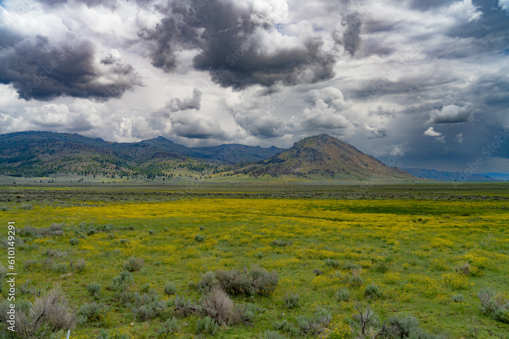 Fototapeta premium landscape in the spring