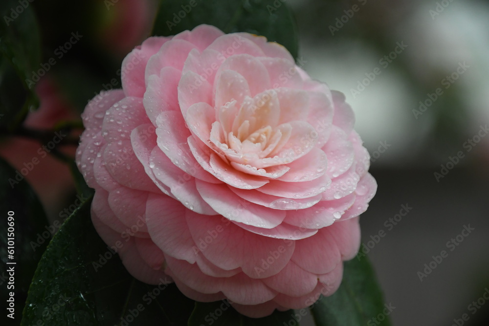 雨に濡れたピンクの椿の花