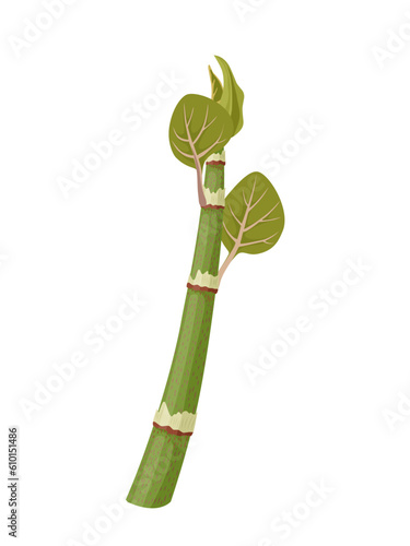 Vector illustration, shoots of japanese knotweed, scientific name Reynoutria japonica, isolated on white background.